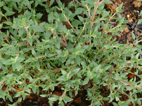 Thymus fragrantissimus (Orangen-Thymian)
