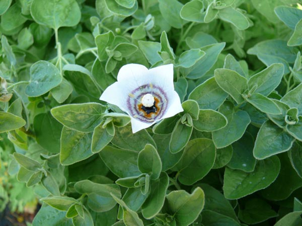 Codonopsis bhutanica (Bhutan Tigerglocke)