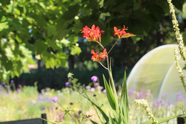 Crocosmia masoniorum (Montbretie)