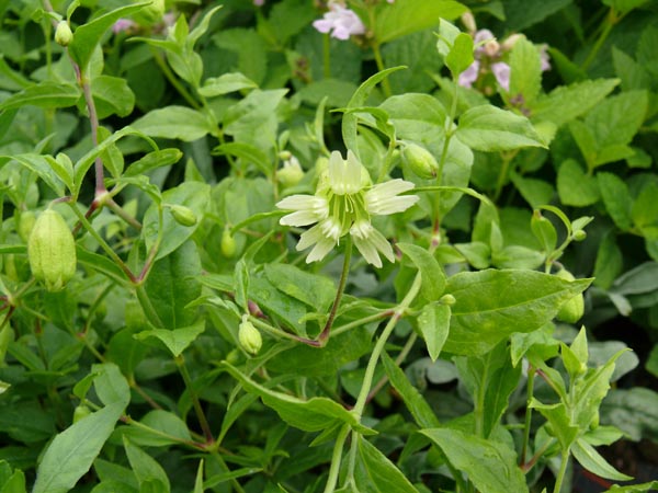 Cucubalus baccifer (Silene baccifer) (Taubenkropf)