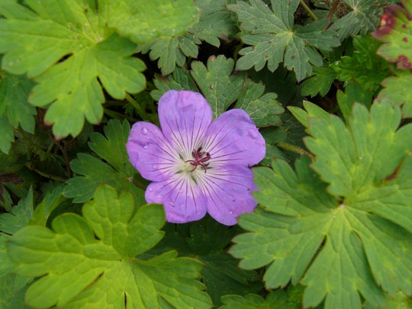 Geranium Hybride 'Rozanne' © (Dauerblühender Storchschnabel)