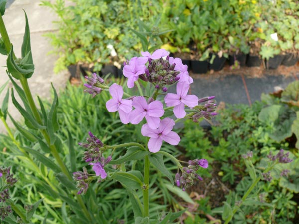 Hesperis matronalis (Nachtviole)
