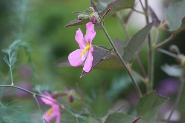Kosteletzkya virginica (Strandmalve)