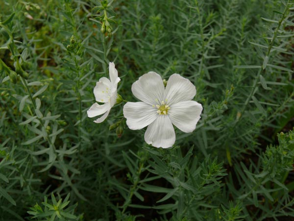 Linum perenne Nanum Album 'Diamant' (Weißer Zwerg-Staudenlein)