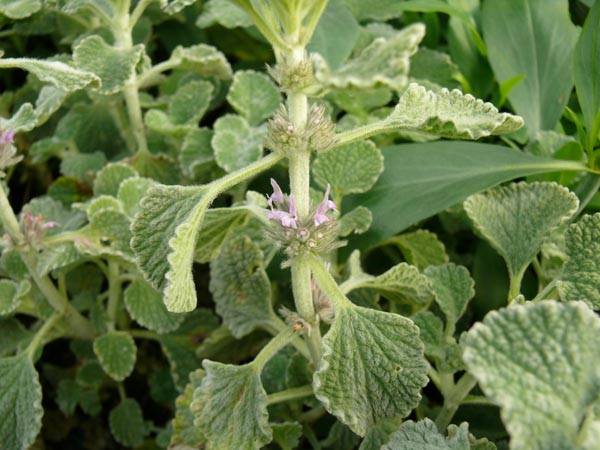 Marrubium supinum (Südländisches Mäuseohr)