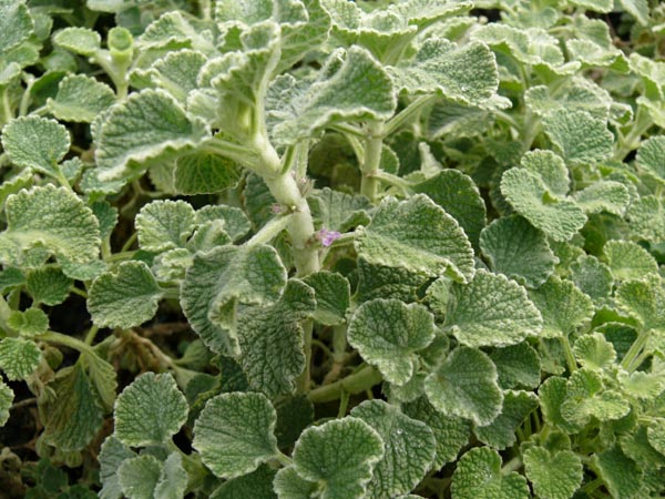 Marrubium supinum (Südländisches Mäuseohr)