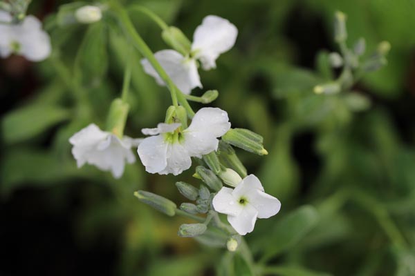 Matthiola incana 'Pillow Talk' (Weiße Garten-Levkoje)