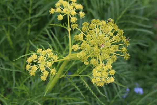 Molopospermum peloponnesiacum (Peloponnesische Schirm-Dolde)