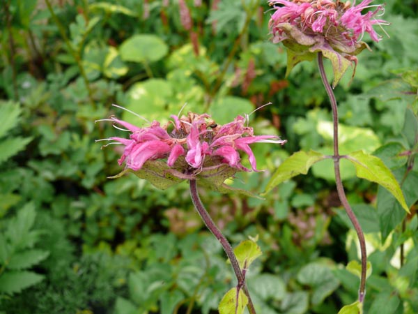 Monarda Fistulosa-Hybride 'Marshall's Delight' (Indianernessel)