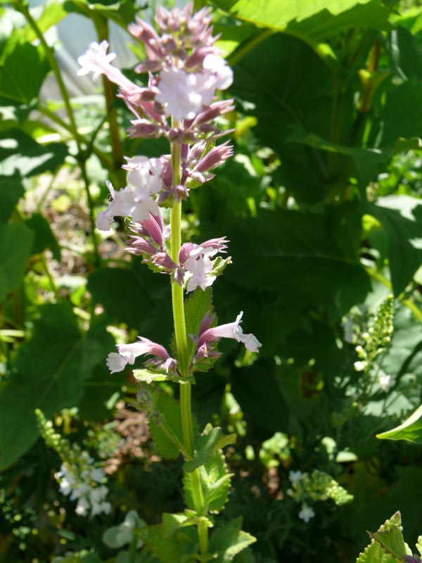 Nepeta cataria ssp. citrodora (Zitronen-Katzenminze)