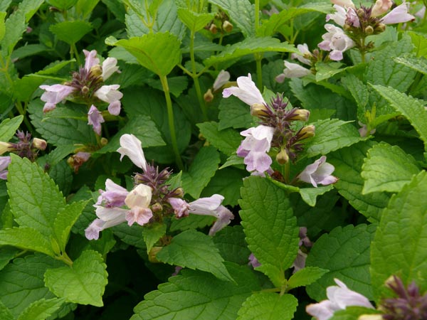 Nepeta subsessilis 'Pink Dreams' (Rosa Himalaya-Katzenminze)