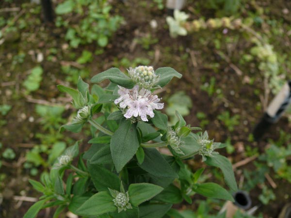 Pycnanthemum pilosum (Amerikanische Bergminze)