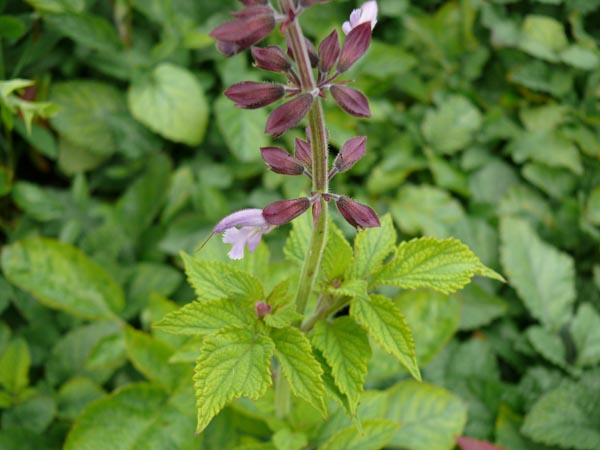 Salvia miltiorrhiza 'BLBP 01' (Rotwurzel-Salbei)