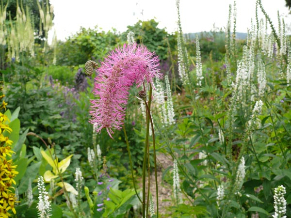 Sanguisorba obtusa (Japan-Wiesenknopf)