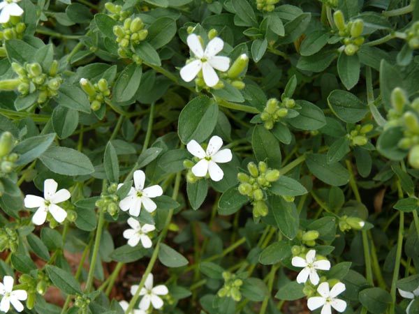 Saponaria ocymoides 'Snow Tip' (Weißes Teppich-Seifenkraut)