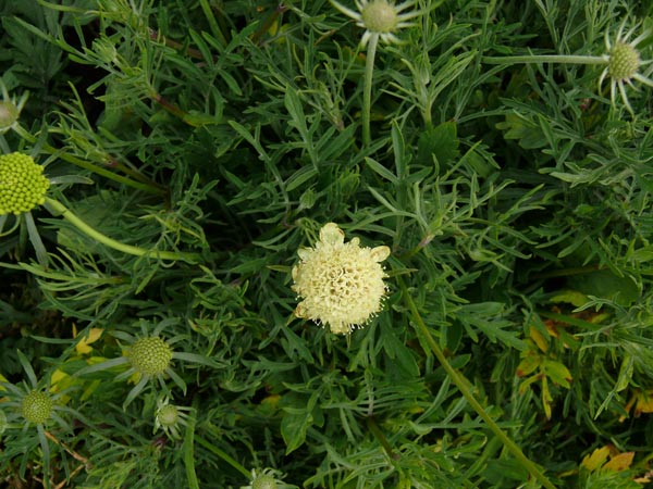 Scabiosa ochroleuca 'Moon Dance' (Hellgelbes Krätzkraut)