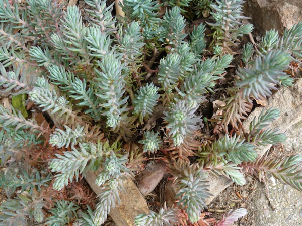 Sedum reflexum (rupestre) (Tripmadam)