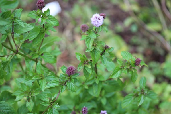 Mentha species 'Basilmint' (Basilikumminze)