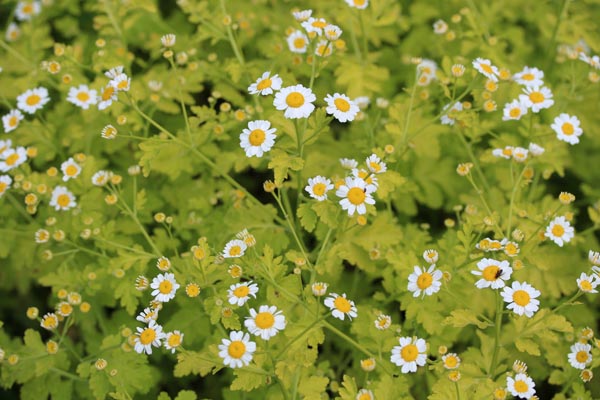 Tanacetum parthenium 'Aureum' (Gelblaubiges Mutterkraut)