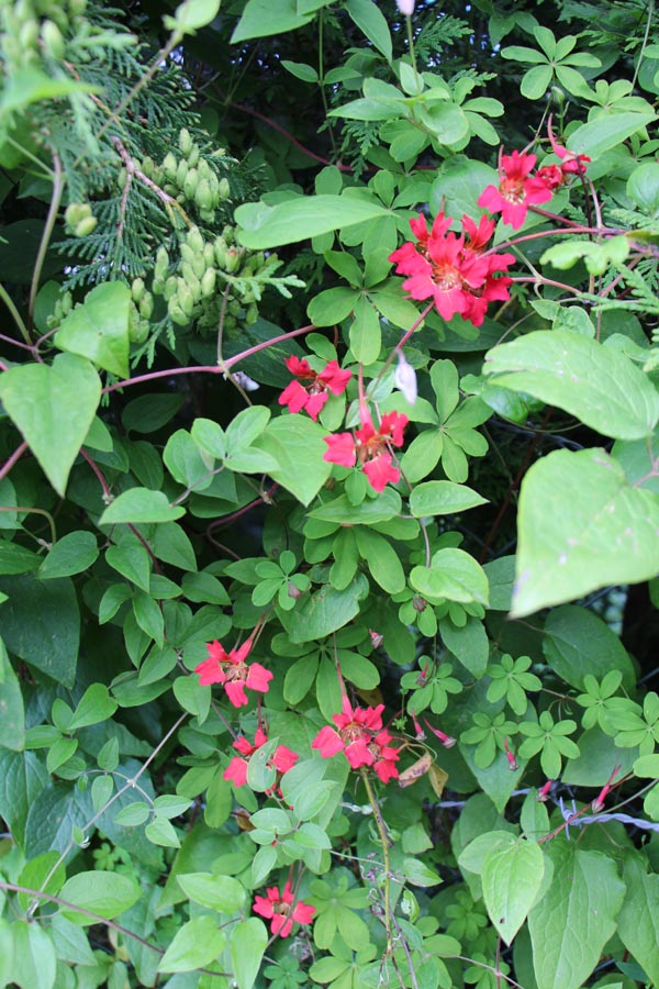 Tropaeolum speciosum (Kletternde Kapuzinerkresse)