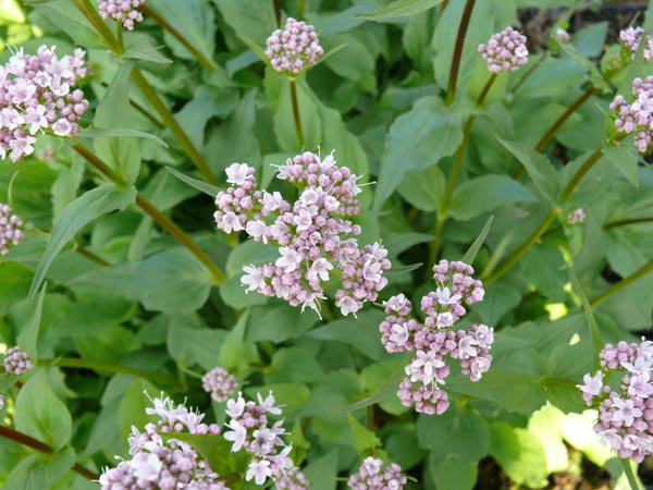 Valeriana montana (Berg-Baldrian)