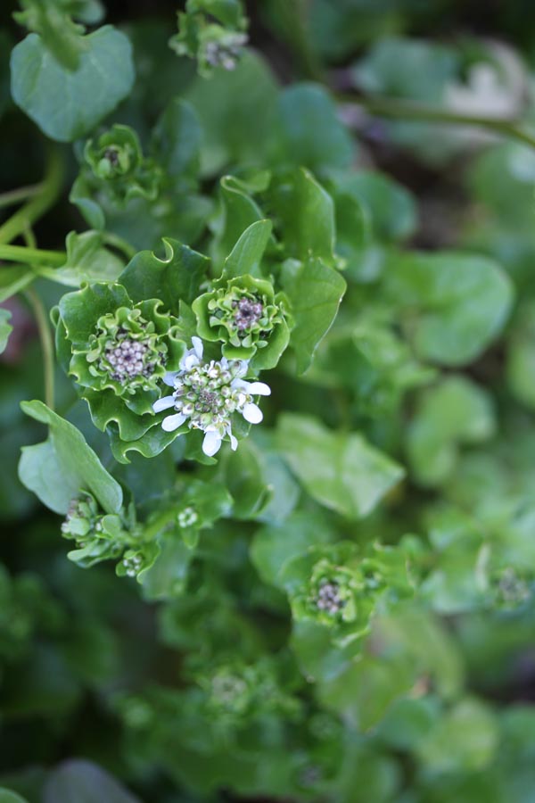 Cochlearia officinalis (Löffelkraut)