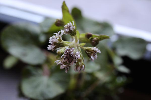 Petasites fragrans (Winter-Heliotrop)