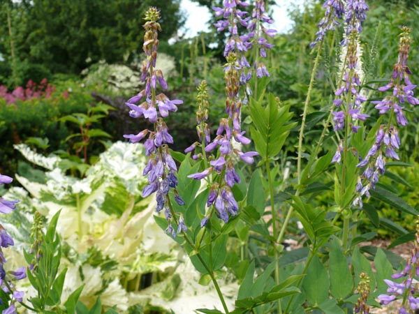 Galega orientalis (Kaukasische Geißraute)