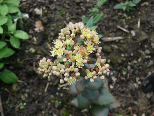 Sedum telephium ssp. ruprechtii 'Hab Gray' (Hohe Fetthenne)