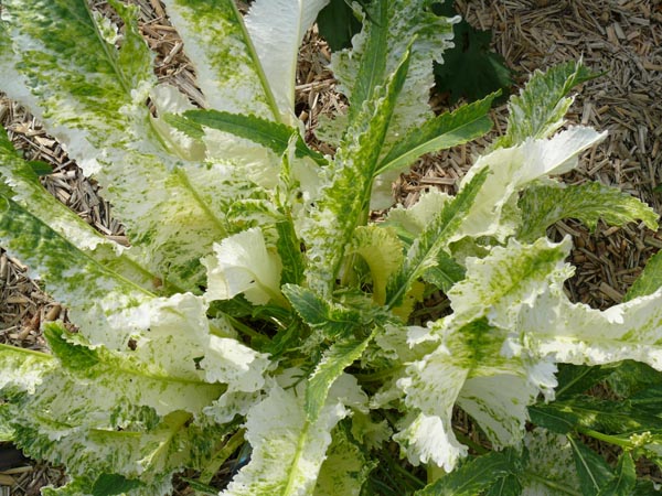 Armoracia rusticana 'Variegata' (Buntblättriger Meerrettich)