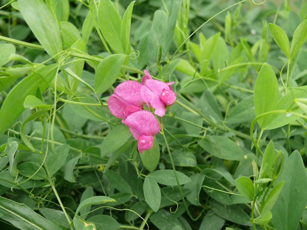 Lathyrus tuberosus (Knollen-Platterbse)