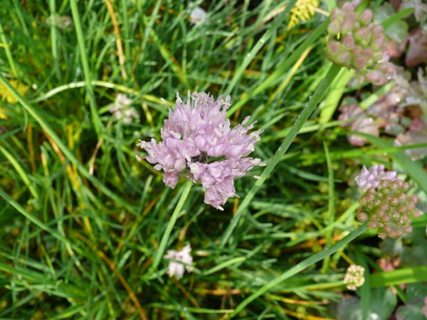 Allium senescens (Berg-Lauch)