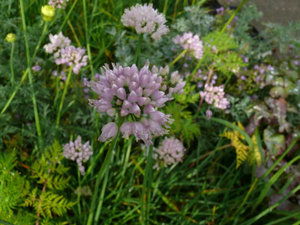 Allium senescens (Berg-Lauch)