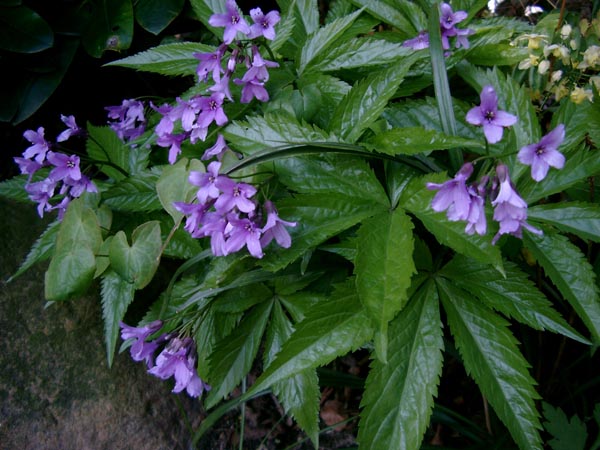 Dentaria pentaphyllos (Fingerblättrige Zahnwurz)