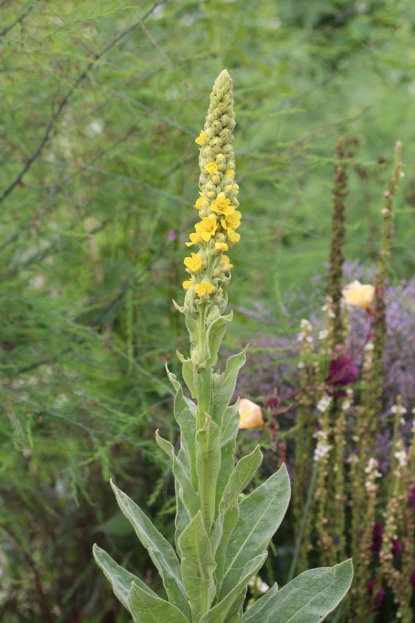 Verbascum olympicum (Kandelaber-Königskerze)