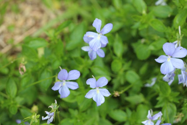 Viola cornuta 'Boughton Blue' (Horn-Veilchen)