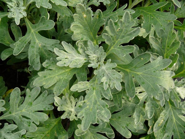 Artemisia stelleriana (Silber-Wermut)