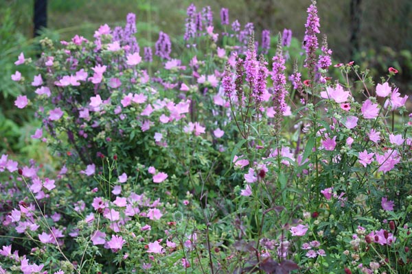 Malva alcea var. fastigiata (Dauerblühende Malve)