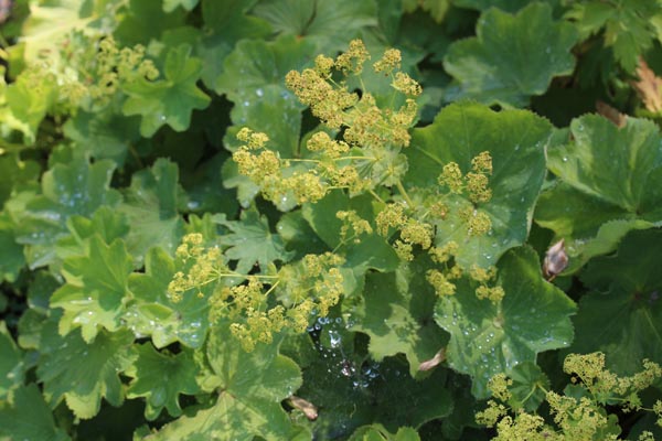 Alchemilla epipsila (Kahler Frauenmantel)