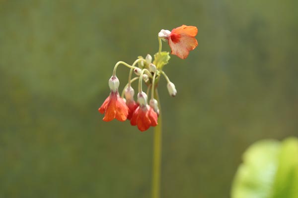 Primula florindae 'Keilour Hybride' (Variable Glockenprimel)