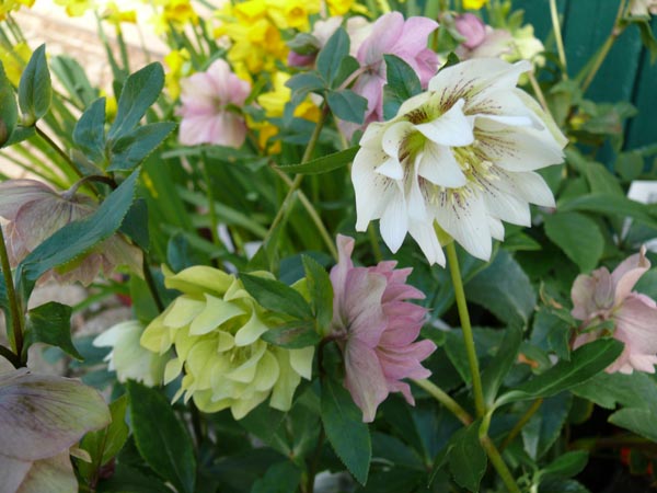 Helleborus Orientalis-Hybriden 'Double Ladies Mixed' (Gefüllte Christrose)