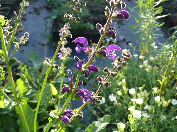 Salvia pratensis 'Twilight Serenade' (Wiesensalbei)