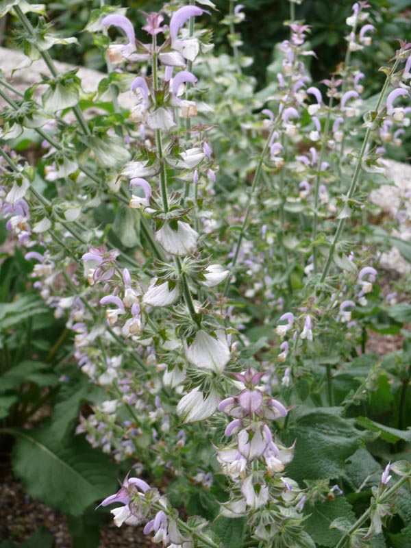 Salvia sclarea (Muskatellersalbei)