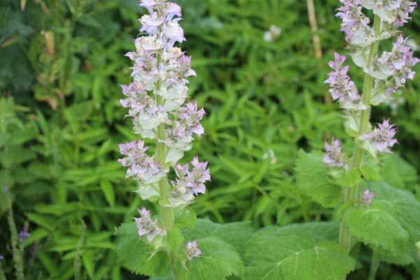 Salvia sclarea (Muskatellersalbei)