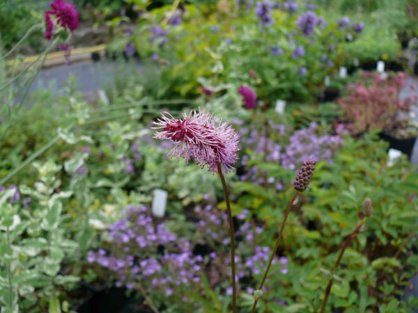 Sanguisorba hakusanensis (Koreanischer Wiesenknopf)