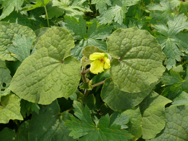 Saruma henryi (Saruma)