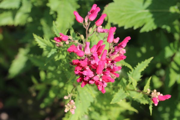 Scrophularia macrantha (Neumexiko Braunwurz)