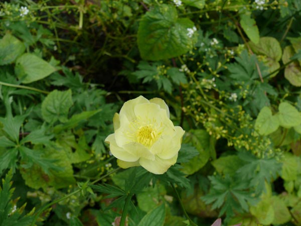 Trollius x cultorum 'New Moon' (Hellgelbe Trollblume)
