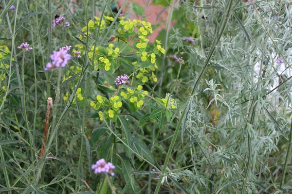 Euphorbia schillingii (Wolfsmilch)