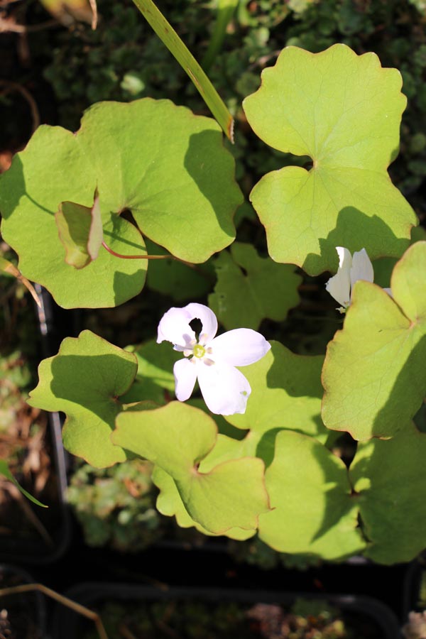 Jeffersonia dubia (Herzblattschale)